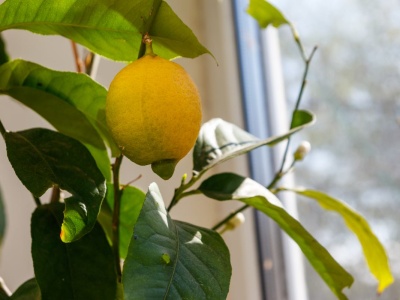 Wyhodowanie pysznych cytryny to pestka. Domowa uprawa krok po kroku