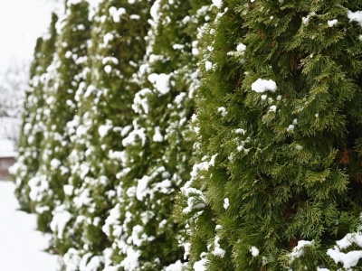 Koniecznie zrób to z tujami. Tak uratujesz je przed zniszczeniem zimą