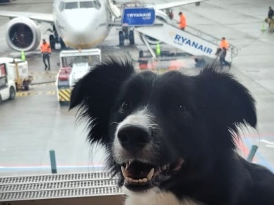 Zwierzaki na pokładzie. Kraków Airport Balice przyjazne czworonogom