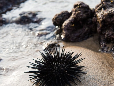 Kolczasty filar raf znika. Zjawisko od Atlantyku po Morze Czerwone