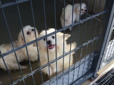 Akcja mrozy w schroniskach. Psy czekają na ciepłe domy