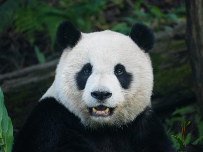 Pandabuy. Czy zakupy tutaj są legalne i bezpieczne?