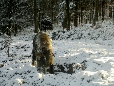 „Dzik jest dziki” – pisał Brzechwa. Jeden udaje spokojnego