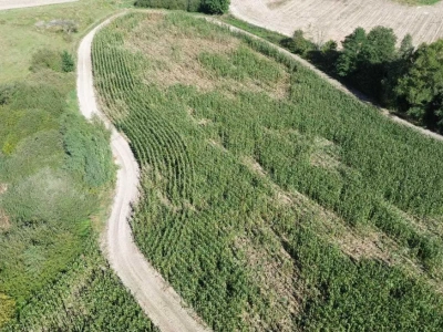 „Zostaniemy bez paszy dla krów”. Rolnicy z Wielkopolski walczą o odszkodowania