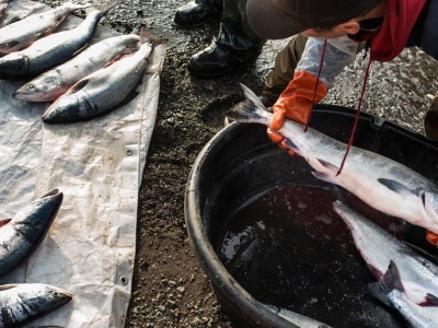 Ta ryba kosztuje więcej niż wagyu. Rybacy ryzykują życie, by złowić jedną sztukę
