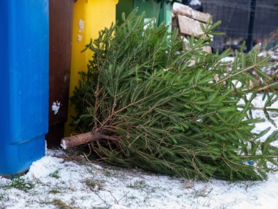 500 zł mandatu za rozebraną choinkę. Strażnicy sprawdzają i nie mają litości
