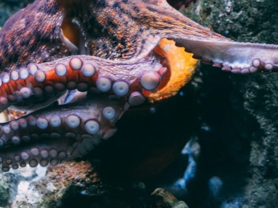 Naukowcy stworzyli materiał inspirowany ośmiornicami. Wygląda niesamowicie!