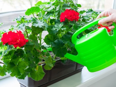 Pelargonie w doniczkach obsypią się morzem kwiatów. Wystarczy, że wykonasz ten prosty zabieg już dziś