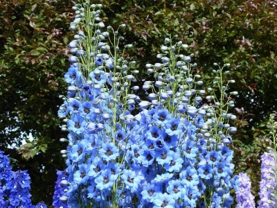 Zasadź raz i zapomnij o wykopywaniu. Te byliny kwitną latami i nie boją się mrozu