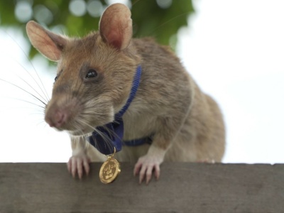 Gigantyczne szczury dostały pracę. Założą im specjalne plecaki