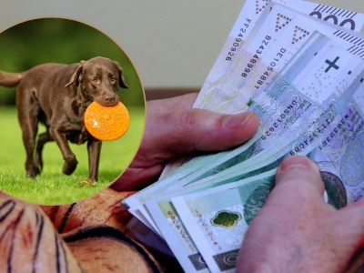 Podatek od psa w górę. Tyle zapłacą właściciele w 2026 roku