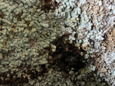 280 ton spleśniałej śruty słonecznikowej z Ukrainy. Towar cofnięto poza UE