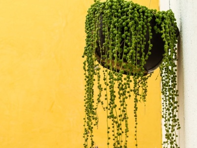 Wygląda obłędnie i niemal nie potrzebuje wody. To najmodniejsza roślina roku