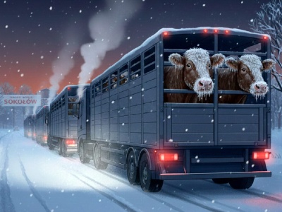 Krowy z zamarzniętymi pyskami w Tarnowie