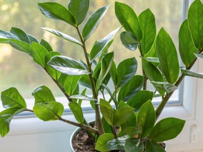 Zamiokulkas nie rośnie? Podlej go tą witaminową odżywką. Nie będziesz w stanie zliczyć nowych liści