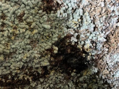 Ponad 280 ton spleśniałej śruty słonecznikowej z Ukrainy nie wjechało do Polski. To miała być pasza dla zwierząt