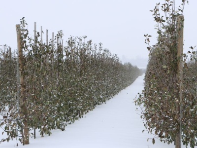 Do kiedy wniosek po przymrozkach? Pomoc dla sadowników