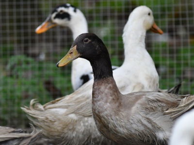 Lubelskie: Wykryto dwa kolejne ogniska ptasiej grypy
