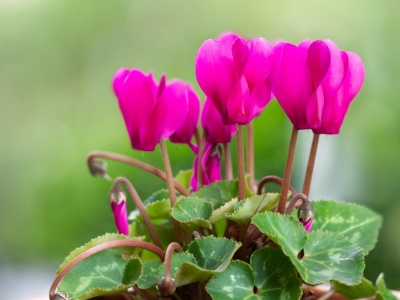 Nie tylko grudnik. Kwiaty, które kwitną, gdy za oknem śnieg i mróz