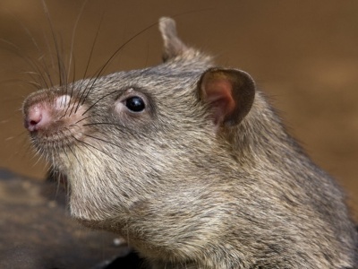 Wielkoszczury ruszą na ratunek ludziom. Będą miały plecaki i lokalizatory GPS