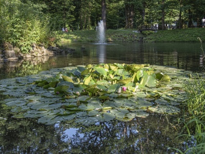 W tym roku rusza rewitalizacja stawu w Parku Zdrojowym w Jaworzu