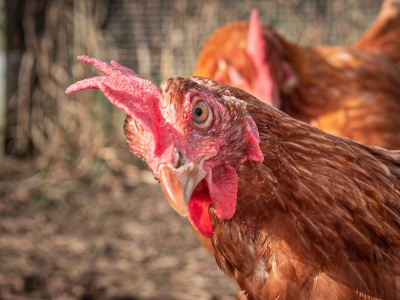 Rzekomy pomór drobiu uderza ponownie. Nowe ognisko w Wielkopolsce