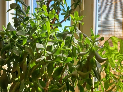 Grubosz nagle gubi liście? Zrób to natychmiast – inaczej stracisz całe drzewko