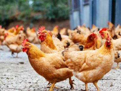 Wirus rzekomego pomoru drobiu zaatakował. Pierwszy przypadek w historii tego regionu