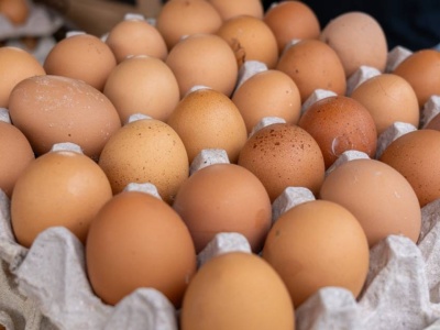 Czy z jajka ze sklepu może wykluć się kurczak? Ekspert wyjaśnia