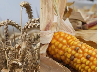 USDA: Kolejne wzrosty zbiorów pszenicy, rosną też globalne zapasy zbóż