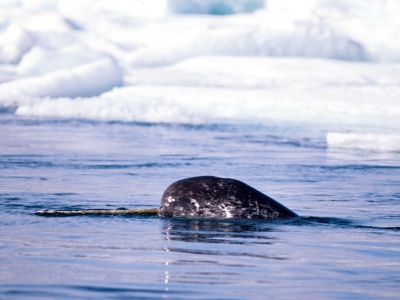 Grenlandia jest bezcenna także przyrodniczo. Są nawet jednorożce