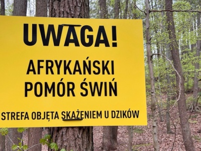 Nowe ogniska ASF i chorób drobiu. MRiRW ostrzega rolników