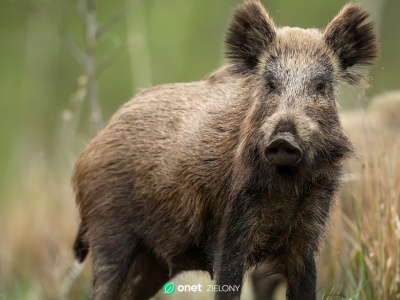 Dzik zaatakował w Królewskim Ogrodzie Światła. Muzeum wdraża nadzwyczajne środki bezpieczeństwa