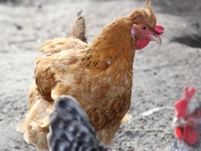 Rzekomy pomór drobiu nadal szkodzi fermom w kraju. Nowe dane GIW