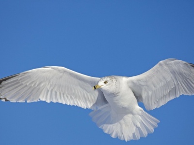 Coraz częściej pojawiają się w Polsce. Przyleciały aż z USA