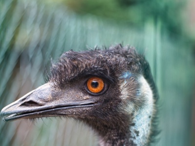 Fabiś na gigancie. Uciekł do lasu, bo wystraszył się huku fajerwerków