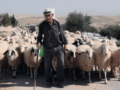 Żydzi ukradli Palestyńczykom 200 owiec