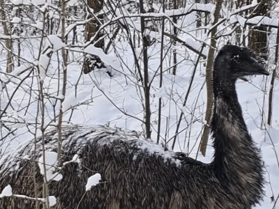 Leśnicy znaleźli nietypowego uciekiniera. Był cały w śniegu