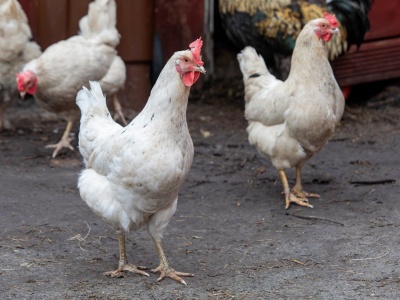 Rzekomy pomór drobiu wraca po latach. Hiszpania zgłasza pierwsze ogniska od 2022 roku