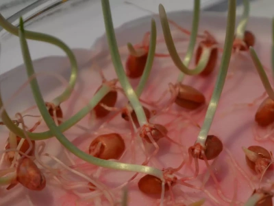 Jak sprawdzić, czy ziarno nadaje się do siewu? Prosty test kiełkowania krok po kroku