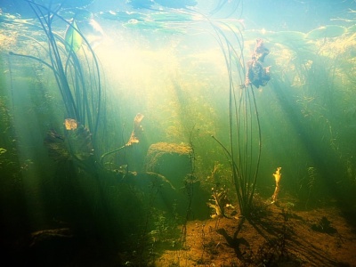 Ponad połowy jego genów nie umiemy nazwać. A mimo to może tłumaczyć, skąd wzięły się komórki jak nasze