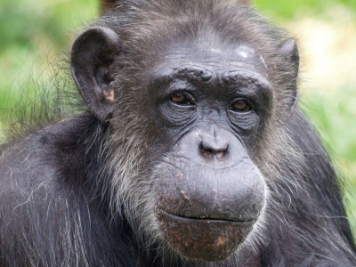 Nie żyje genialna szympansica. Czytała po angielsku i chińsku