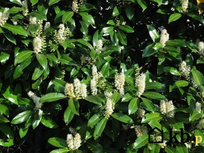 Ten krzew robi furorę w polskich ogrodach. Zachwyca cały rok i rośnie błyskawicznie