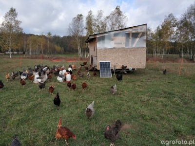 Rekompensaty za ptasią grypę. ARiMR podała zasady rozliczenia