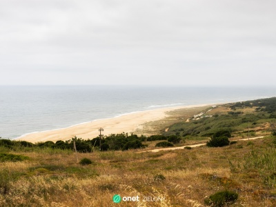 Portugalia. Na plaży znaleziono 150-milionowe jaja dinozaura