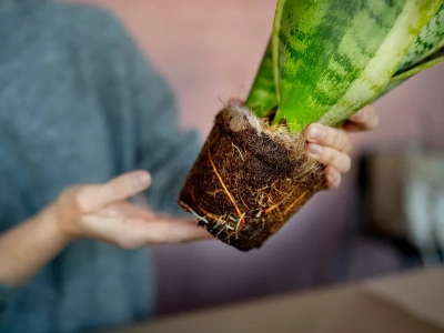 Przelałaś sansewierię? Ten jeden błąd zimą kończy się gniciem korzeni