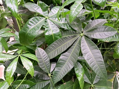 Podlewałam ją źle przez lata. Teraz ta odżywka uratowała pachirę w środku zimy