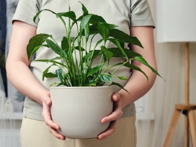 Skrzydłokwiat nie chce kwitnąć? Winna może być ta jedna rzecz