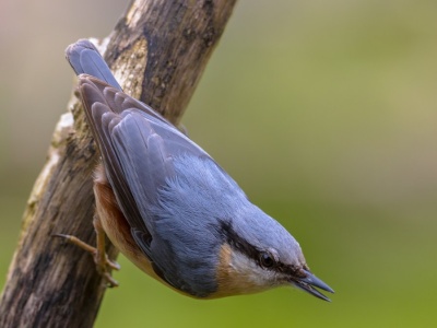 Z jego obecności ucieszy się każdy ogrodnik. Jest jedyny w Europie