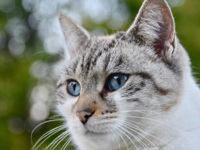 Środki na pchły i kleszcze dla psów i kotów zagrażają środowisku